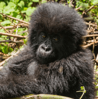 Gorilla Image