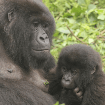 Gorilla Image
