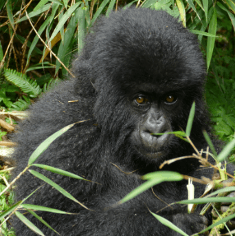 Gorilla Image